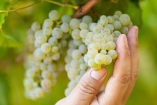 VENDIMIA BODEGA  FILLABOA