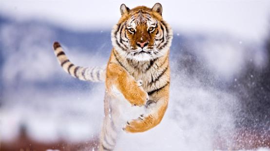 4k-image-tiger-jumping.jpg