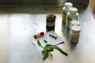 COMPRUEBAN EN EL IPN POTENCIAL DE LA BELLADONA CONTRA EL CÁNCER DE PRÓSTATA (1).jpg