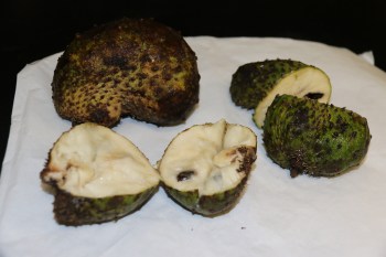 PROPONE IPN USO DE GUANÁBANA PARA COMBATIR CÁNCER (2).JPG