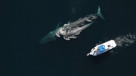 010 Ballena Azul.jpg