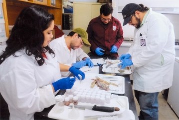 PROPONE IPN ACCIONES PREVENTIVAS PARA TIBURONES EN BCS (3).jpg