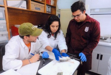 PROPONE IPN ACCIONES PREVENTIVAS PARA TIBURONES EN BCS (4).jpg