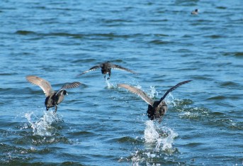 LAGUNA LA COLORADA.JPG